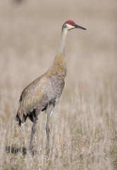 Image showing SandHill Crane