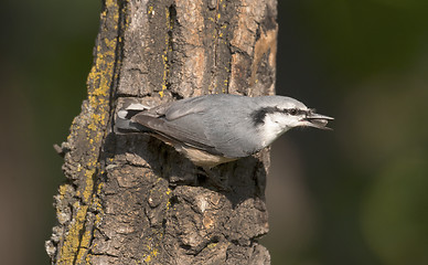 Image showing Eurasian Nuthatch