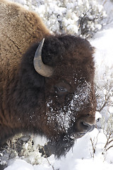 Image showing American Bison