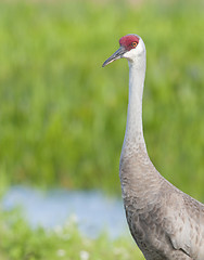 Image showing SandHill Crane