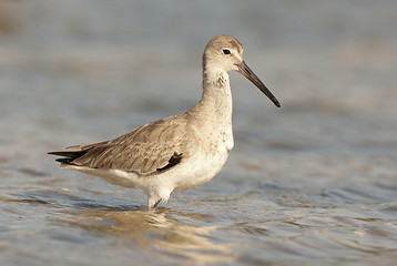 Image showing Eastern Willet