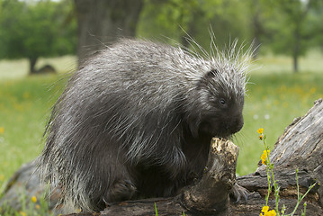 Image showing Porcupine