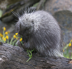 Image showing Porcupine