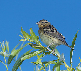 Image showing Little Bunting