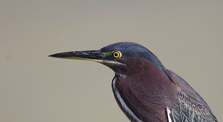 Image showing Green Heron