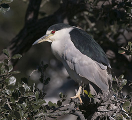 Image showing Black-crowned Night Heron