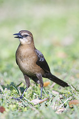 Image showing Female Boattail Grackle