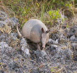 Image showing Armadillo