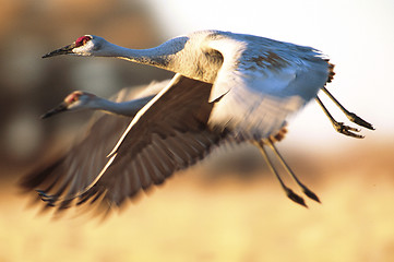 Image showing Pair of Sandhill Cranes 