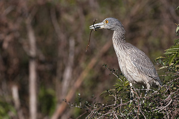 Image showing Young Yellow-crowned Night Heron