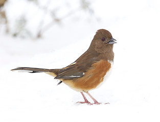 Image showing Eastern Towhee