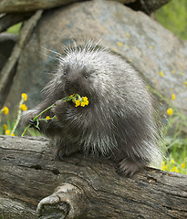 Image showing Porcupine