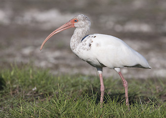 Image showing Young White Ibis