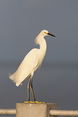 Image showing Snowy Egret