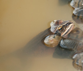 Image showing Amur Toad or Frog
