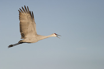 Image showing Sandhill Crane