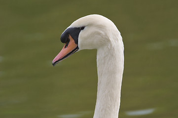 Image showing Mute Swan