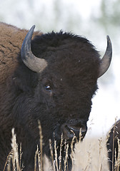 Image showing American Bison