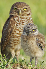 Image showing Burrowing Owls