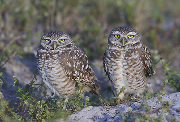 Image showing Burrowing Owl