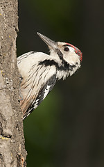 Image showing White-backed Woodpecker