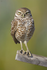 Image showing Burrowing Owl