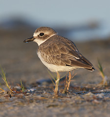 Image showing Wilson's Plover