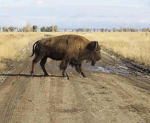 Image showing American Bison