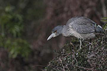 Image showing Young Yellow-crowned Night Heron