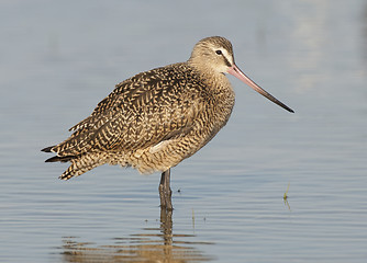 Image showing Marbled Godwitt