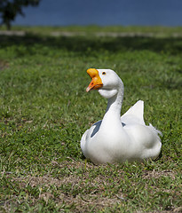 Image showing Mute Swan
