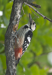 Image showing White-backed Woodpecker