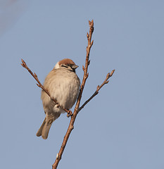 Image showing Tree Sparrow