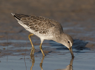 Image showing Short-billed Dowitcher