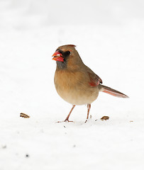 Image showing Northern Cardinal