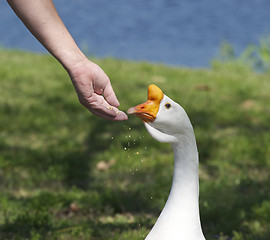 Image showing Swan Goose