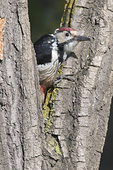 Image showing White-backed Woodpecker