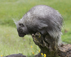 Image showing Porcupine