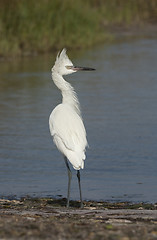 Image showing White Morph Reddish Egret