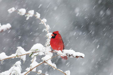 Image showing Northern Cardinal