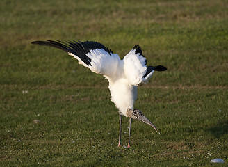 Image showing Wood Stork