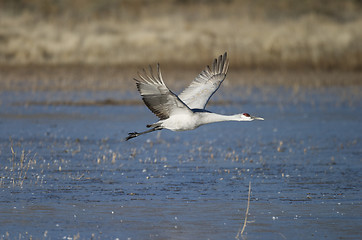 Image showing SandHill Crane