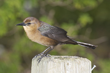 Image showing Boattail Grackle