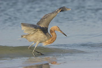 Image showing Reddish Egret