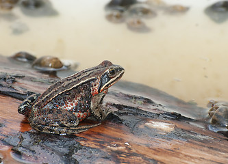 Image showing Amur Toad or Frog