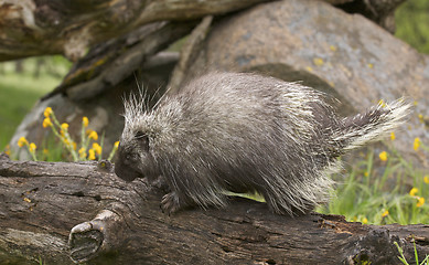 Image showing Porcupine