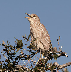 Image showing Black-crowned Night Heron