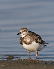 Image showing Ruddy Turnstone