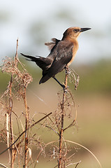 Image showing Boattail Grackle