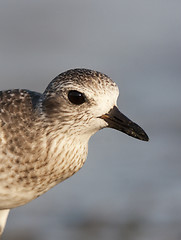 Image showing Black-bellied Plover